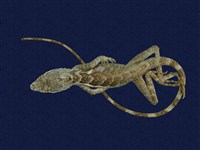 藏品(斯文豪氏攀蜥)的圖片